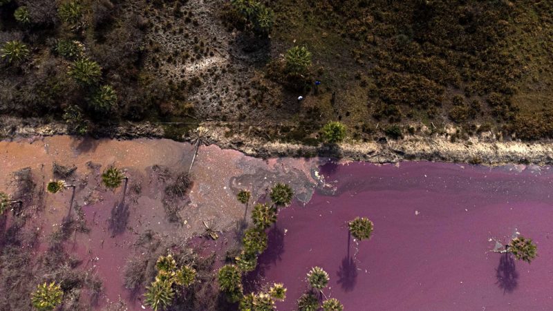 Pink liquid waste from the Durli Leathers S.A. tannery sits in deposits dug into an open field in Paraguari, Paraguay, Friday, Aug. 13, 2021, on the day the Environment Ministry stopped its operations. Nearby landowners fear that once it rains the liquid will contaminate the nearby streams that drain into Lake Ypoa, and suspect the deaths of eight cattle with bloody diarrhea were caused by drinking water near this deposit. (AP Photo/Jorge Saenz)