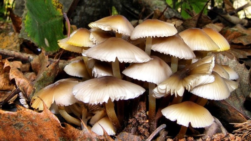 जङ्गली च्याउ र बाँसको तामाले छाक टार्दै बादी परिवार