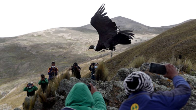 FILE - In this Tuesday, Feb. 23, 2021 file photo, scientists and journalists watch as an Andean condor is released into the wild by Bolivian veterinarians, on the outskirts of Choquekhota, Bolivia, as part of a project run by a state conservation program. The Andean condor, the world's heaviest soaring bird, is declining due to exposure to pesticides, lead and other toxic substances, said Sergio Lambertucci, a biologist at the National University of Comahue in Argentina. (AP Photo/Juan Karita)