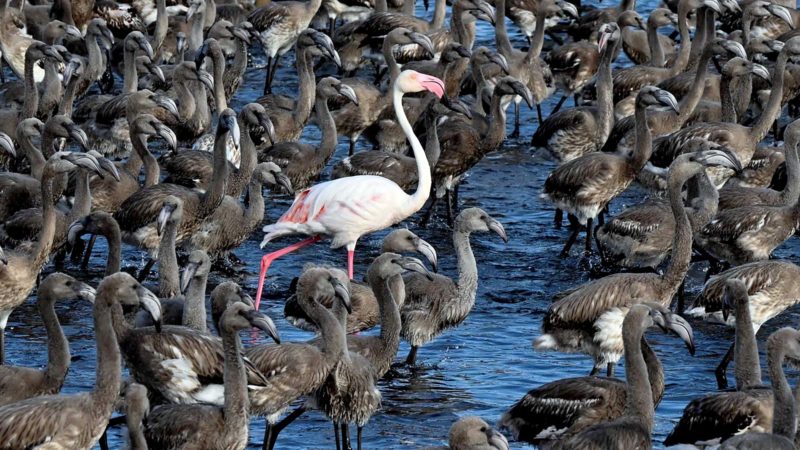 A pink flamingo stands among flamingos chicks in a pen in Aigues-Mortes, near Montpellier, southern France, on August 3, 2021, during the annual tagging and controling operation to monitor the evolution of the species. (Photo by Pascal GUYOT / AFP)