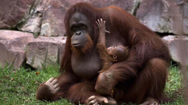 A Bornean orangutan called Suli holds its newborn baby at their enclosure at the Bioparc zoological park in Fuengirola on August 12, 2021. Photo /RSS