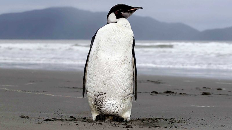 FILE - In this June 21, 2011 file photo, an Emperor penguin stands on Peka Peka Beach of the Kapiti Coast in New Zealand. With climate change threatening the sea ice habitat of Emperor penguins, the U.S. Fish and Wildlife Service on Tuesday, Aug. 3, 2021, announced a proposal to list the species as threatened under the Endangered Species Act. (Mark Mitchell/New Zealand Herald via AP, File)