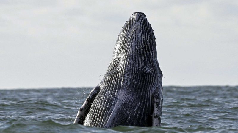 A Humpback whale jumps in the surface of the Pacific Ocean at the Uramba Bahia Malaga Natural Park near Buenaventura, Valle del Cauca, Colombia on August 26, 2021. (Photo by LUIS ROBAYO / AFP)