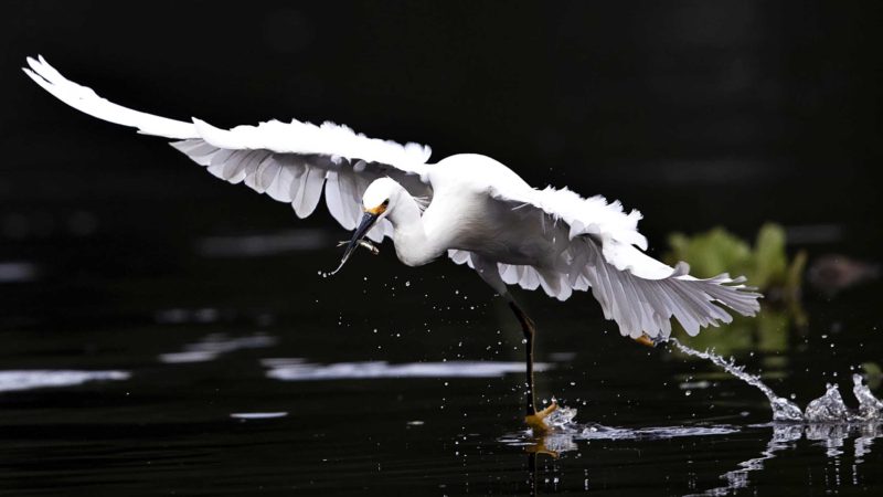 An egret catches a fish in the canals of Xochimilco, Mexico City, Thursday, Aug. 12, 2021, as Mexico City prepares for the 500th anniversary of the fall of the Aztec capital of Tenochtitlan. The canals and floating gardens of Xochimilco are the last remnants of a vast water transport system built by the Aztecs to serve their capital of Tenochtitlán. (AP Photo /Marco Ugarte)