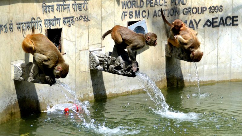 विश्वसम्पादाको सूचीमा सूचीकृत पर्यटकीयस्थल स्वयम्भूको विश्वशान्ति पोखरीमा तिर्खाएको बाँदर पानी पिउँदै । तस्वीर :  चन्द्रकला क्षेत्री/रासस