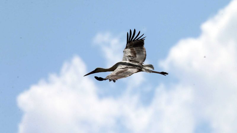 (210724) -- ANKARA, July 24, 2021 (Xinhua) -- A stork flies over Mogan Lake in Ankara, Turkey, on July 24, 2021. (Photo by Mustafa Kaya/Xinhua)