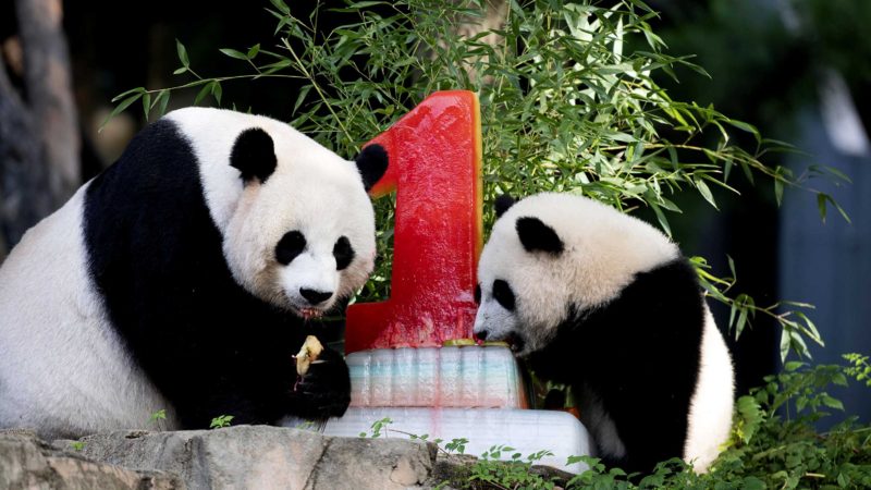 (210821) -- WASHINGTON, D.C., Aug. 21, 2021 (Xinhua) -- Giant panda cub "Xiao Qi Ji" (R) enjoys its birthday cake with its mother "Mei Xiang" at Smithsonian's National Zoo in Washington, D.C., the United States, on Aug. 21, 2021. Xiao Qi Ji (little miracle), the giant panda cub born in the national zoo in Washington, D.C., turned one on Saturday, and the zoo held a big birthday party for the little cutie featuring ice cakes and other activities to celebrate the occasion with his avid fans coming for a visit. (Xinhua/Liu Jie)