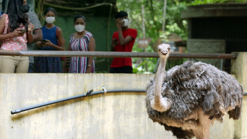 People visit the reopened Dehiwala Zoo in Colombo, Sri Lanka, on July 31, 2021. The Dehiwala Zoo in Colombo reopened to public recently after it was closed to prevent the spread of the coronavirus in early May. (Photo/RSS)