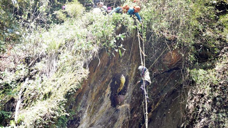 कम्ती गाह्रो छैन अक्करे भिरमा मह काढ्न