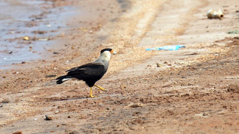 A bird stands on the banks of the Jaguari dam, which is part of the Cantareira System, responsible for providing water to the Sao Paulo metropolitan area, in Braganca Paulista, Brazil, Wednesday, Aug. 25, 2021. Water levels plunged during the drought season, bringing concerns about the water supply to the largest Brazilian metropolitan area. (AP Photo/Andre Penner)