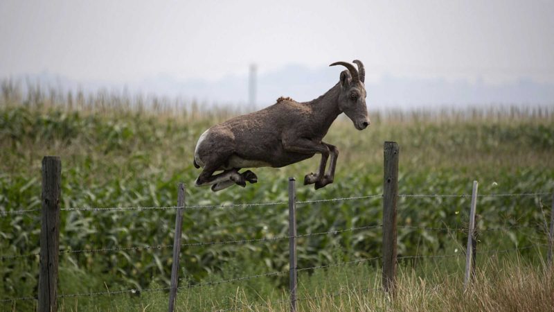 A mountain goat jumps over a fence on a farm in Walhachin, British Columbia on Sunday, Aug. 15, 2021. (Darryl Dyck/The Canadian Press via AP)