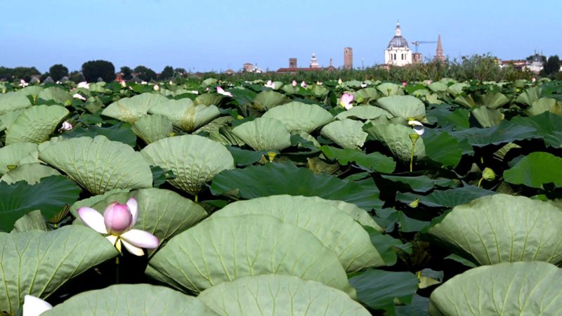 Photo taken on Aug. 5, 2021 shows lotuses in Mantova, Lombardy region, Italy. (Photo by Alberto Lingria/Xinhua)