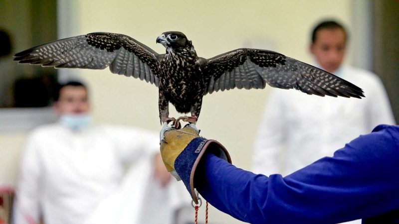 A worker shows a falcon during an auction, held for the first time since the COVID-19 outbreak, in Kuwait City on September 14, 2021. (Photo by YASSER AL-ZAYYAT / AFP)