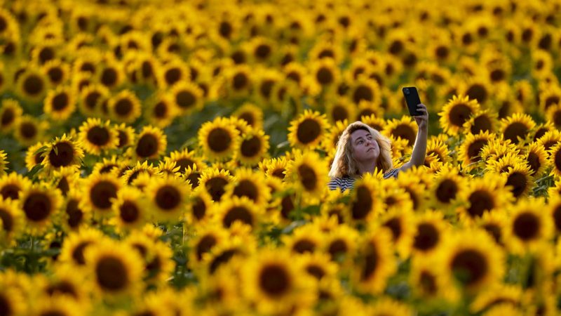 A woman takes a photo in a sunflower field at Grinter Farms, Monday, Sept. 6, 2021, near Lawrence, Kan. The field, planted annually by the Grinter family, draws thousands of visitors during the weeklong late summer blossoming of the flowers. (AP Photo/Charlie Riedel)