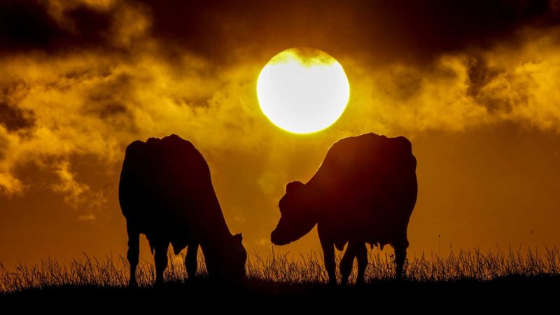 Cows graze on a meadow in the village of Warnsdorf at the Baltic Sea, Germany, as the sun sets on Saturday, Sept. 4, 2021. (AP Photo/Michael Probst)