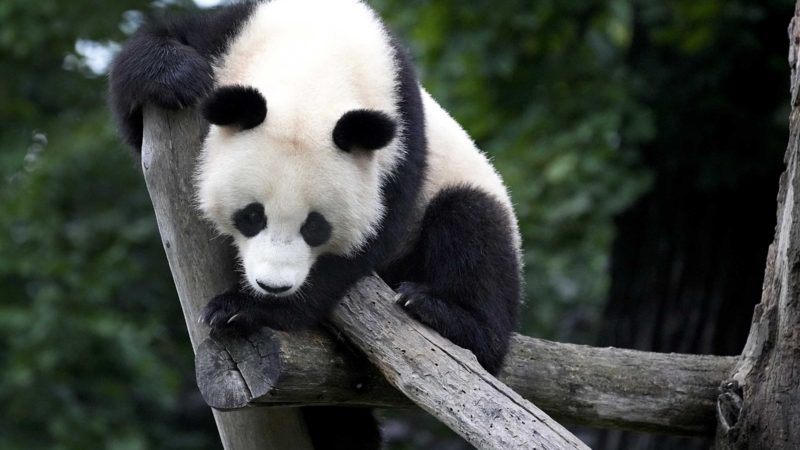 The young Panda bear Meng Xiang (nickname Piet) sits on a tree as his brother Meng Yuan (nickname Paule) eats a number made of ice in its enclosure during their second birthday in Berlin, Germany, Tuesday, Aug. 31, 2021. Meng Xiang just ignored the birthday cake, setup by the Zoo's pet keepers. (AP Photo/Michael Sohn)