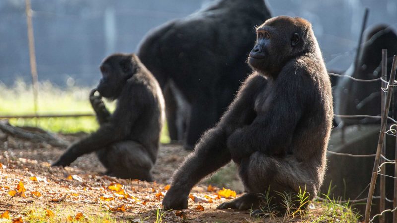 Western lowland gorillas are seen in their habitat at Zoo Atlanta on Tuesday, Sept. 14, 2021, in Atlanta. Nearly all of the zoo's 20 gorillas are showing symptoms of having contracted the coronavirus from a zoo staff worker, according to zoo officials. The confirmed cases of those gorillas tested have come back positive for the COVID-19 Delta variant. (AP Photo/Ron Harris)