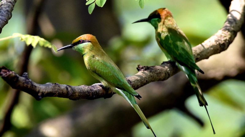 (210919) -- MORIGAON (INDIA), Sept. 19, 2021 (Xinhua) -- Bee-eaters perch on a branch in Morigaon district, India's northeastern state of Assam, on Sept. 19, 2021. (Str/Xinhua)