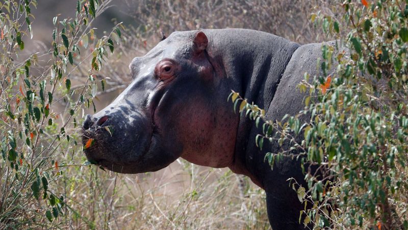 (210901) -- MAASAI MARA NATIONAL RESERVE (KENYA), Sept. 1, 2021 (Xinhua) -- Photo taken on Aug. 30, 2021 shows a hippopotamus at Maasai Mara National Reserve in southwestern Kenya. Kenya has released the results of a three-month wildlife census that reveal a slight increase in the population of iconic large herbivores including elephants and rhinos (Xinhua/Long Lei)