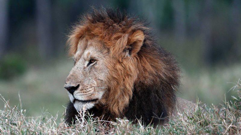 (210901) -- MAASAI MARA NATIONAL RESERVE (KENYA), Sept. 1, 2021 (Xinhua) -- Photo taken on Aug. 30, 2021 shows a lion at Maasai Mara National Reserve in southwestern Kenya. Kenya has released the results of a three-month wildlife census that reveal a slight increase in the population of iconic large herbivores including elephants and rhinos (Xinhua/Long Lei)