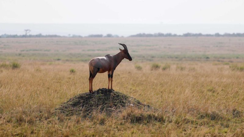 (210901) -- MAASAI MARA NATIONAL RESERVE (KENYA), Sept. 1, 2021 (Xinhua) -- Photo taken on Aug. 30, 2021 shows a topi at Maasai Mara National Reserve in southwestern Kenya. Kenya has released the results of a three-month wildlife census that reveal a slight increase in the population of iconic large herbivores including elephants and rhinos (Xinhua/Long Lei)