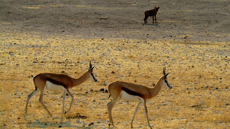 (210926) -- ETOSHA (NAMIBIA), Sept. 26, 2021 (Xinhua) -- A hyena looks at springboks at Etosha National Park in northwestern Namibia on Sept. 24, 2021. (Photo by Musa C Kaseke/Xinhua)