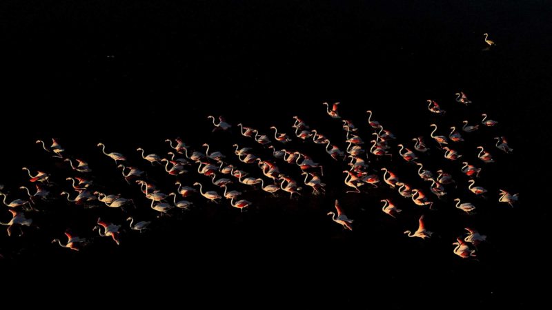 (210917) -- ANKARA, Sept. 17, 2021 (Xinhua) -- Aerial photo taken on Sept. 17, 2021 shows flamingos in Mogan Lake in Ankara, Turkey. (Photo by Mustafa Kaya/Xinhua)