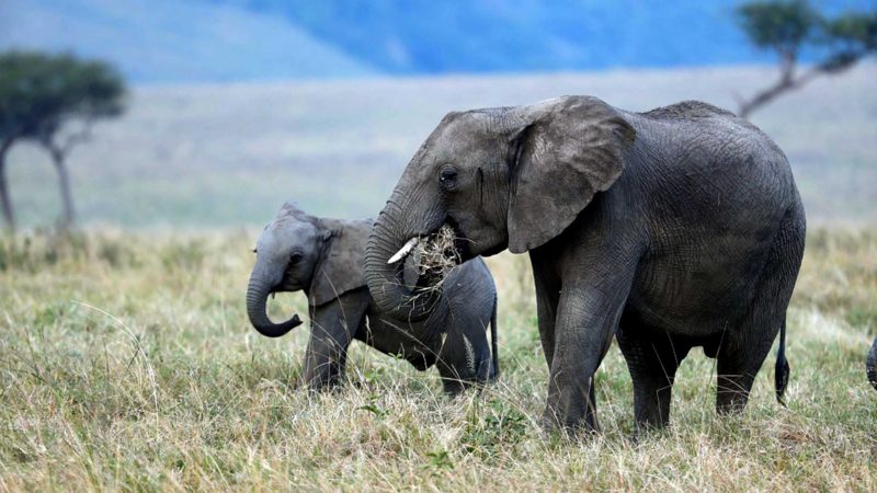 NAIROBI, Sept. 17, 2021 (Xinhua) -- Elephants are seen at the Masai Mara National Reserve, Kenya, Aug. 30, 2021. Kenya is seeking to lure more visitors for the remainder of the year amid the recovery of the global travel sector. For the first six months of 2021, the country received 305,635 foreign travelers, according to Najib Balala, cabinet secretary of Ministry of Tourism and Wildlife. (Xinhua/Long Lei)