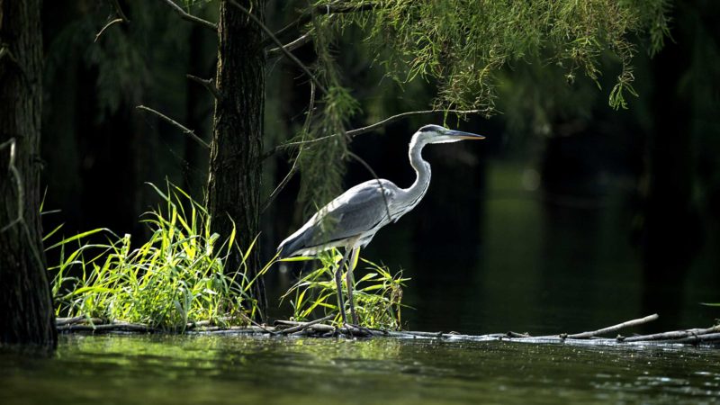 (210915) -- CHUZHOU, Sept. 15, 2021 (Xinhua) -- A bird rests at the Chishan Lake National Wetland Park in Chuzhou, east China's Anhui Province, Sept. 14, 2021. After years of ecological restoration, the Chishan Lake National Wetland Park has become a paradise of birds and fowls. (Xinhua/Cao Li)