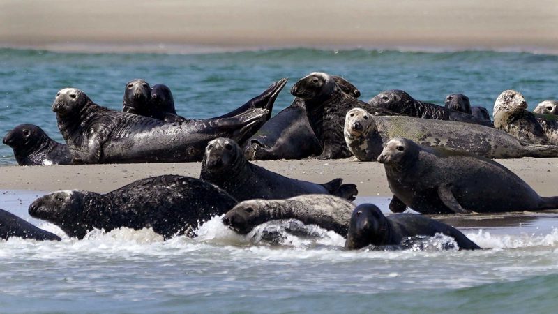 Seals, a food source for area great white sharks, bask in the sun and swim, near the sighting of a great white shark off the Massachusetts' coast of Cape Cod, on Tuesday, Aug. 17, 2021. Cape Cod is slowly embracing its shark reputation, three summers after the popular vacation destination saw its first great white shark attacks in generations. A growing group of charter boat operators are offering shark tours to complement the region's whale and seal watching excursions. (AP Photo/Charles Krupa)