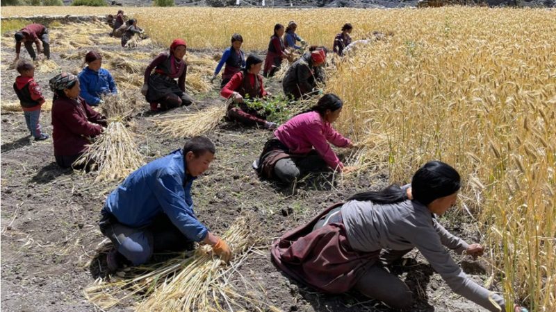 बाली भित्र्याउँदै उपल्लो डोल्पाका किसान
