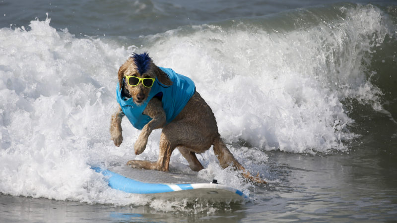 A dog competes in the annual Surf City Surf Dog event, at Dog Beach in Huntington Beach, Calif. An offshore oil spill in Southern California threatens marine life and scenic beaches and also the lifestyle of those who regularly surf and walk the shore. Local officials have closed off the ocean in much of the community known as "Surf City USA" and on Sunday, Oct. 3, 2021, said the closure could last weeks or months. (AP/RSS)