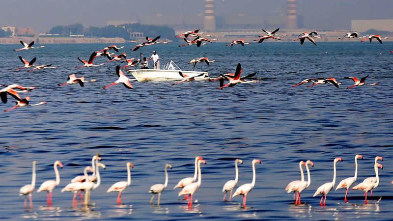 Flamingoes feed and rest at a beach north of Kuwait City, on October 5, 2021. (Photo by Yasser Al-Zayyat / AFP)