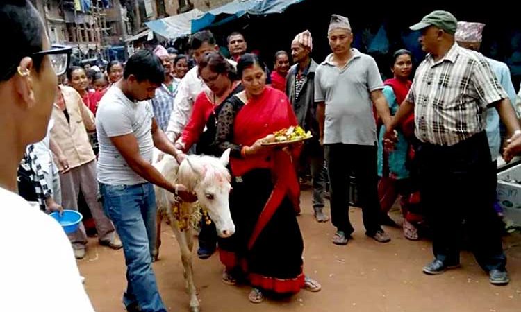 तलेजुको वाहन सेतो घोडाको जात्रा सम्पन्न