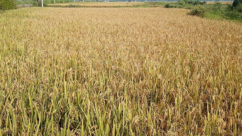 धान काट्न भ्याइनभ्याई