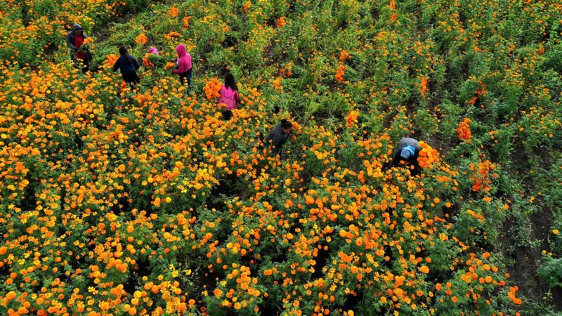 Farmers pick up Cempasuchil flowers used in the "Day of the Dead" season to decorate altars and tombs in Atlixco, Mexico, on October 22, 2021. (Photo by JOSE CASTANARES / AFP)