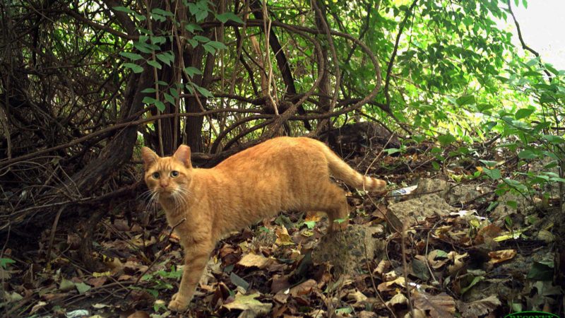 This still image from video released by the DC Cat Count/Humane Rescue Alliance shows a cat photographed by a wildlife camera in Washington, DC, on October 28, 2018. - A striped feline leaps from a rock under the shade of a tree on a late October morning. As its front paws touch the ground, the whiskered creature looks up, eyes darting left. A wildlife camera clicks and captures the scene. It's a cat — and the location isn't a remote rainforest, but the capital of the United States. The photo is part of the DC Cat Count, a first of its kind, three-year effort by animal welfare advocates, conservationists and scientists to enumerate every Felis catus in Washington. (Photo by Handout / DC Cat Count/Humane Rescue Alliance / AFP)