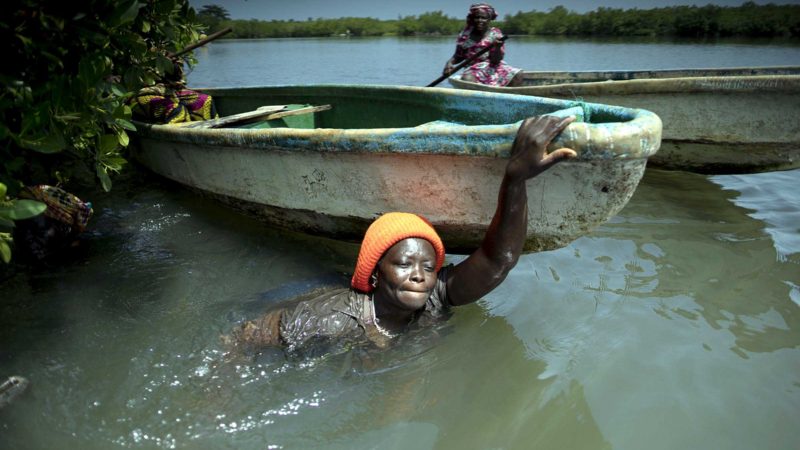 Rose Jatta pulls her boat into the estuary waters as she looks for fish traps she had set up earlier in the mangrove of the Gambia river in Serrekunda, Gambia, Saturday, Sept. 25, 2021. As health officials in Gambia and across Africa urge women to be vaccinated, they've confronted hesitancy among those of childbearing age. Although data on gender breakdown of vaccine distribution are lacking globally, experts see a growing number of women in Africa's poorest countries consistently missing out on vaccines. Jatta fears the vaccine against COVID-19 could make her ill, leaving her two children without food on the dinner table. (AP Photo/Leo Correa)