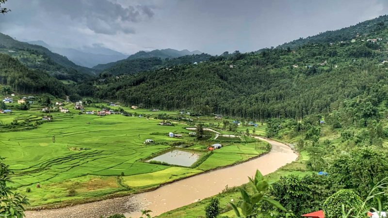 धादिङ जिल्लाको सदमुकाम बँेसीसहर जाने सडकखण्डमा देखिएको हरियाली धानफाँट । तस्वीर : चन्द्रकला क्षेत्री/रासस