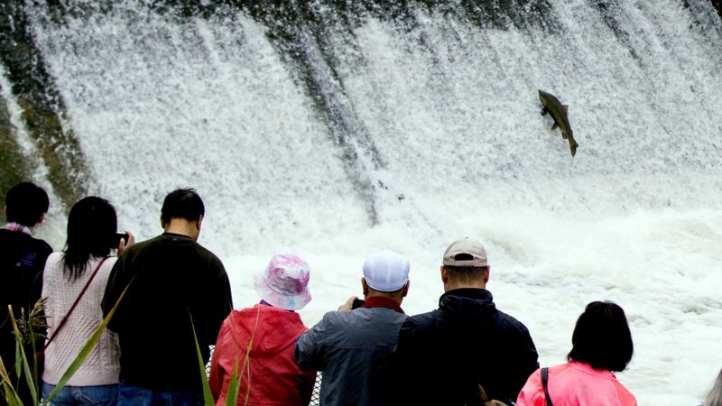 (211006) -- PORT HOPE (CANADA), Oct. 6, 2021 (Xinhua) -- People watch a rainbow trout jumping a fish ladder in Port Hope to migrate to the spawning grounds in the Ganaraska River, Ontario, Canada, on Oct. 6, 2021. (Photo by Zou Zheng/Xinhua)