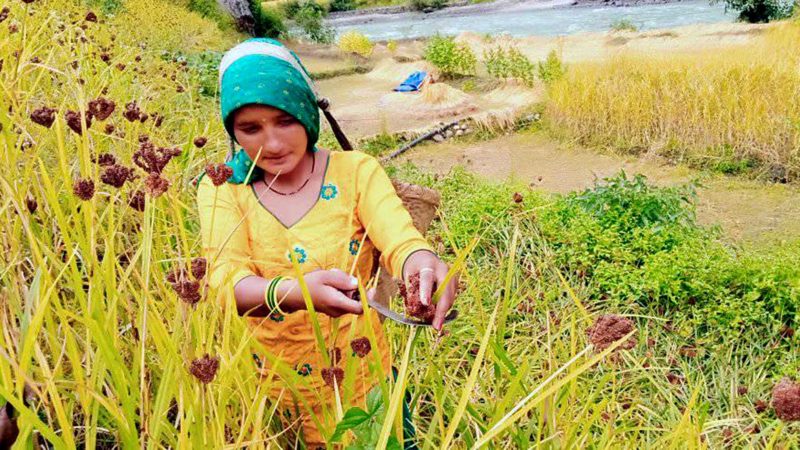 हुम्लाको खार्पुनाथ गाउँपालिकाको याङचुमा पाकेको कोदो टिप्दै युवती । तस्बिर: दाने बोहरा/ रासस