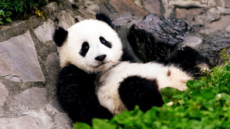 CHENGDU/XI'AN, Oct. 10, 2021 (Xinhua) -- A giant panda rests at Wolong National Nature Reserve in southwest China's Sichuan Province, April 23, 2021. (Xinhua/Xu Yongzheng)