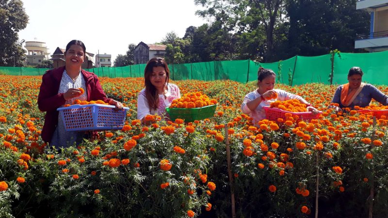 दाङको घोराही–१५, भरतपुरमा तिहारका लागि सयपत्री फूल टिप्दै महिला । एउटा मालाको रु ८० देखि १०० सम्ममा  बिक्री हुने गरेको फूल व्यापारी बताउँछन । तस्बिर : रञ्जिता अधिकारी/रासस