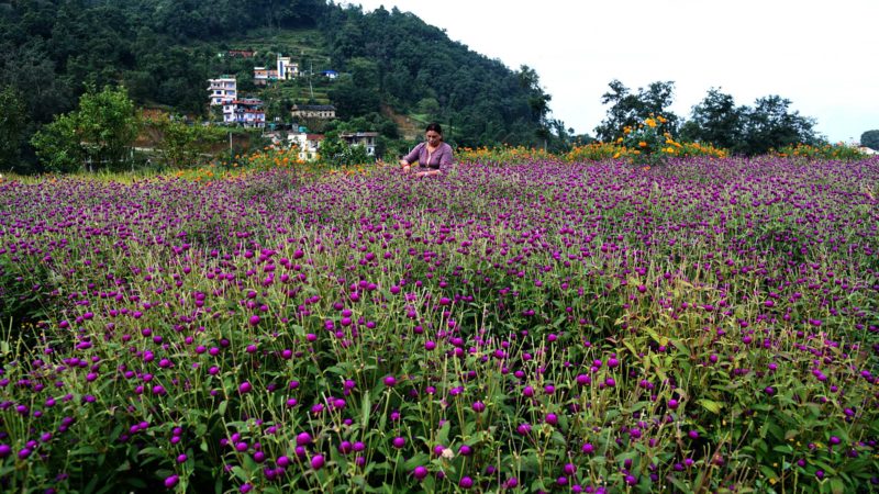 तिहार नजिकिँदै गर्दा सूर्यविनायक नगरपालिका–७, गुण्डुमा व्यावसायिक रुपमा  गरिएको फूलखेतीमा मखमली फूल टिप्दै  किसान ।  मखमलीको माला  भाइटीकामा दिदीबहिनीले दाजुभाइको लामो आयुको कामना गरी लगाइदिन्छन । यो फूल कहिले नओइलिने भएकाले यसलाई दिघायू र स्वस्थ जीवनको प्रतीकको रुपमा लिइन्छ । तस्बिर : रमेश गिरी/रासस