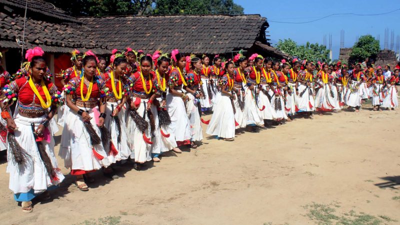 शुक्लाफाँटा नगरपालिका–३ पिपलाडीका थारु समुदायका युवती बडा दशैंमा देखाइने सखिया नृत्य गर्दै । तस्वीर : राजेन्द्रप्रसाद पनेरु/रासस