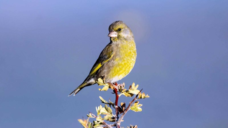 (211007) -- ANKARA, Oct. 7, 2021 (Xinhua) -- A bird is seen near Camlidere dam lake in Ankara, Turkey, Oct. 6, 2021. (Photo by Mustafa Kaya/Xinhua)