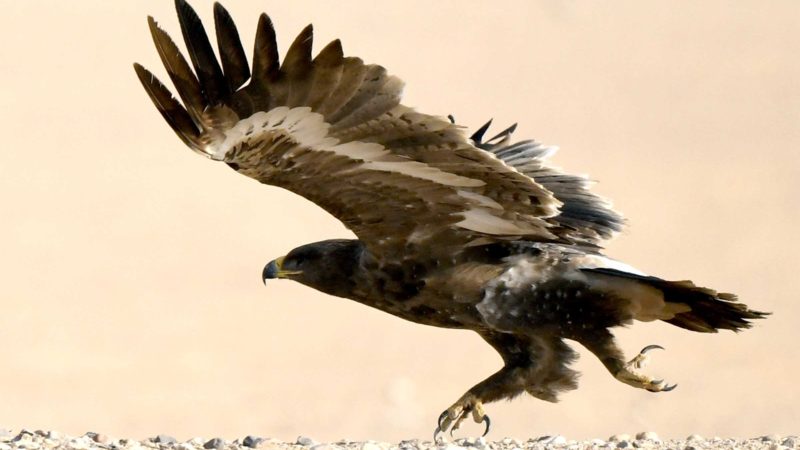 (211016) -- JAHRA GOVERNORATE, Oct. 16, 2021 (Xinhua) -- A steppe eagle flies at a desert in Jahra Governorate, Kuwait, Oct. 15, 2021. (Photo by Ghazy Qaffaf/Xinhua)