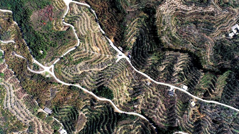 SHIJIAZHUANG, Oct. 27, 2021 (Xinhua) -- Aerial photo taken on Oct. 27, 2021 shows an apple orchard in Gangdi Village of Neiqiu County in Xingtai City, north China's Hebei Province, . Local farmers started to harvest 3,500 mu (about 233 hectare) of apple recently. (Xinhua/Zhu Xudong)