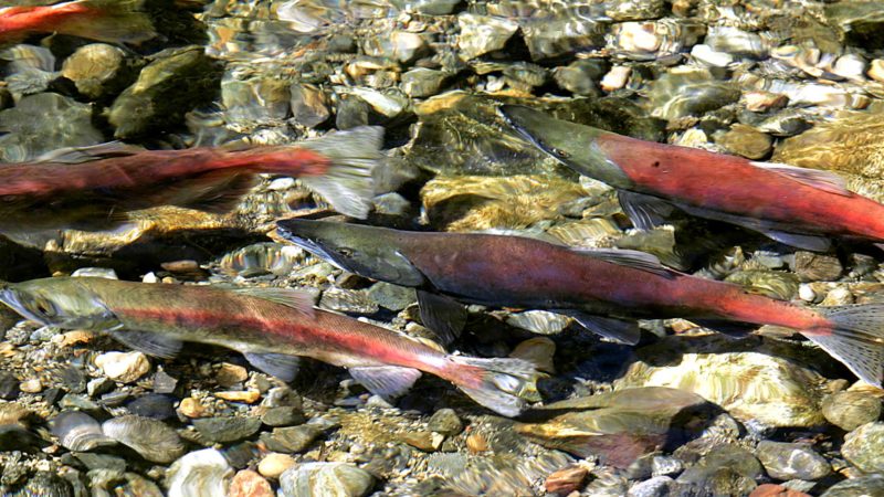  a Kokanee salmon swims in Taylor Creek near South Lake Tahoe, Calif. Drought fueled by climate change has dropped Lake Tahoe below its natural rim and halted flows into the Truckee River, an historically cyclical event that’s occurring sooner and more often than it used to raising fears about what might be in store for the famed alpine lake. Scientists are concerned that the growing frequency of low-water extremes may become the new normal, Friday, Oct. 22, 2021 (AP Photo/Rich Pedroncelli, File)