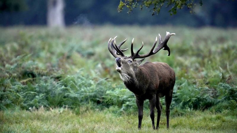 A red deer stag bellows during the rutting (breeding) season which takes place during autumn, in Bushy Park, south west London, Wednesday, Oct. 13, 2021. (AP Photo/Matt Dunham)